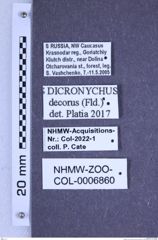 Etiketten zu Dicronychus decorus (Faldermann, 1836) (NHMW-ZOO-COL-0006860)